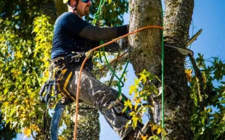 Emergency Tree Removal: What You Need to Know When Disaster Strikes