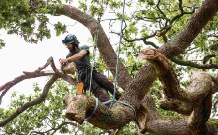 Emergency Tree Removal: What To Do When Trees Become Dangerous