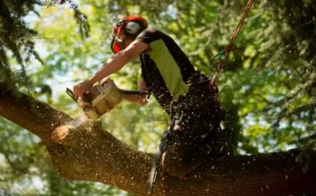 Emergency Tree Removal: What To Do When Nature Strikes Unexpectedly