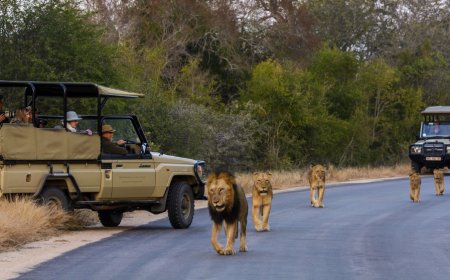 Top Rated Accommodation in Kruger National Park for Every Safari Budget and Style