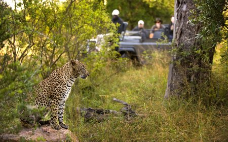 Affordable and Luxury Timbavati Tours Packages Tailored for Safari Enthusiasts