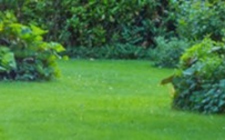 Local Lawn Mowing Services Kensington Keeping Your Grass Healthy Green and Well Trimmed