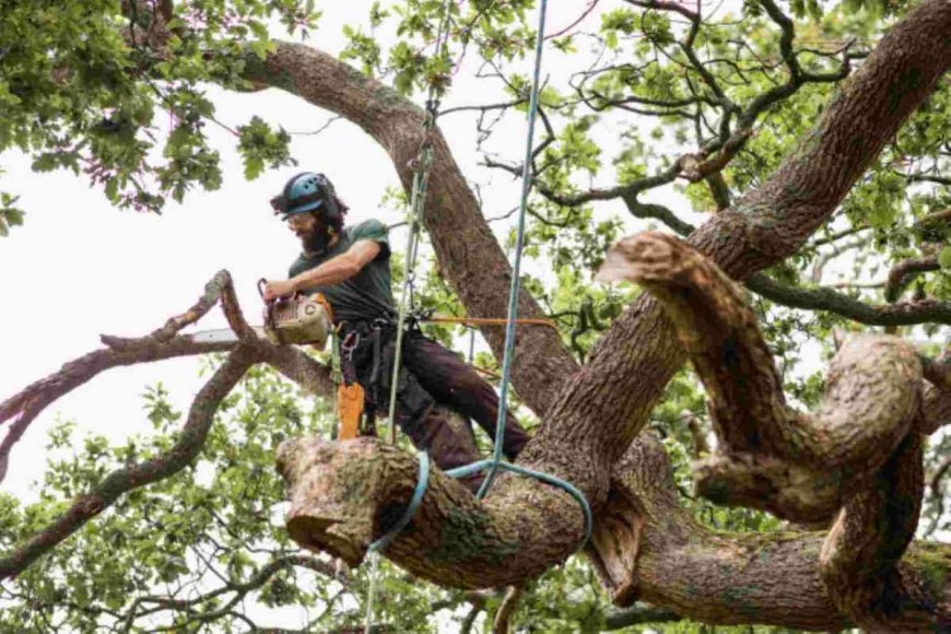 Emergency Tree Removal: What To Do When Trees Become Dangerous