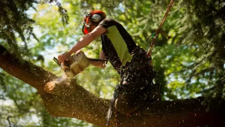Emergency Tree Removal: What To Do When Nature Strikes Unexpectedly