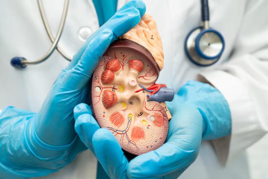 Your Kidney Stone Journey Starts Here: Consult the Best Doctor in Jaipur