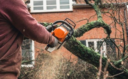 The Ultimate Guide to Tree Pruning: Techniques, Benefits & Timing