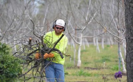 Tree Pruning: The Complete Guide to Healthier, Safer, and More Beautiful Trees