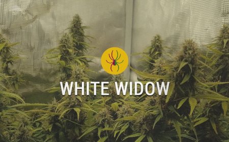 Mastering the Art of Growing White Widow Auto and Sour Diesel Seeds: A Complete Cultivator’s Guide