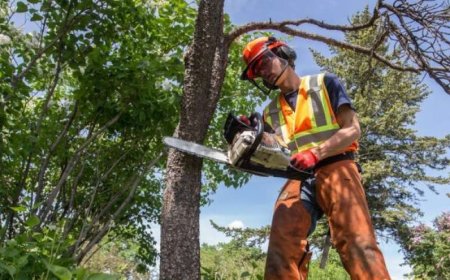 Tree Pruning: The Secret to Healthy, Strong, and Beautiful Trees