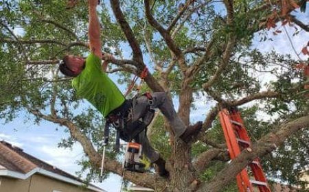 Tree Pruning: The Ultimate Guide to Healthier, Stronger, and More Beautiful Trees