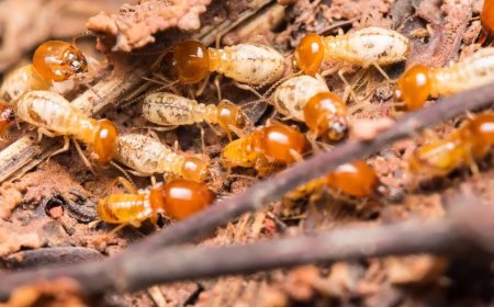 Best Termite Treatment Company Tips: How to Know Your Inspection Is Legit and Who to Trust for Local Pest Help