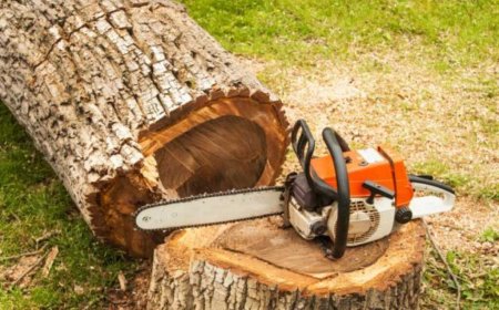 The Complete Guide to Tree Removal: Introduction to Tree Removal
