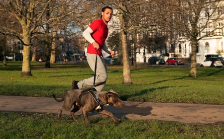 In-Home Dog Training in LA: Why It Works Better Than Classes