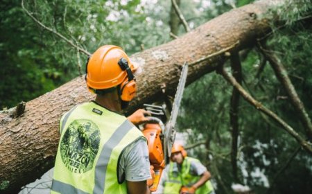 Tree Removal: When, Why, and How to Safely Remove a Tree