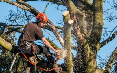 Complete Guide to Tree Removal: When, Why, and How to Do It Right