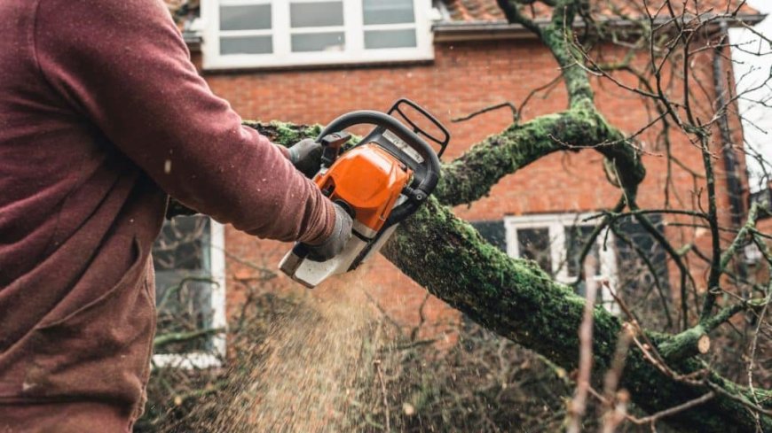 The Ultimate Guide to Tree Pruning: Techniques, Benefits & Timing