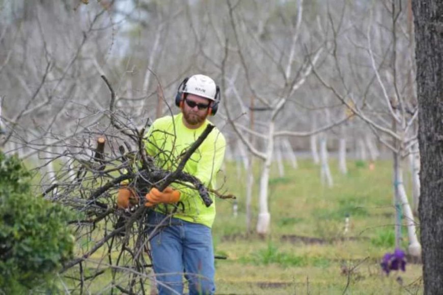 Tree Pruning: The Complete Guide to Healthier, Safer, and More Beautiful Trees