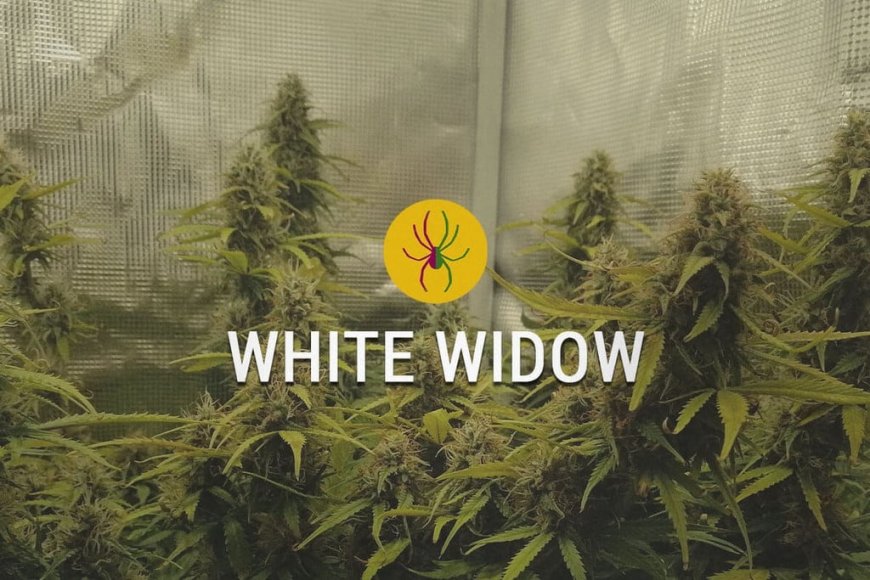 Mastering the Art of Growing White Widow Auto and Sour Diesel Seeds: A Complete Cultivator’s Guide