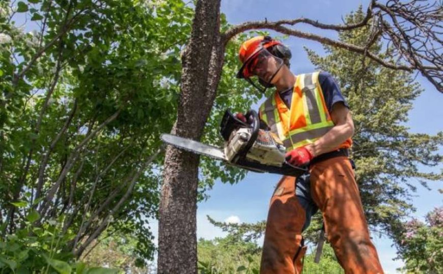 Tree Pruning: The Secret to Healthy, Strong, and Beautiful Trees