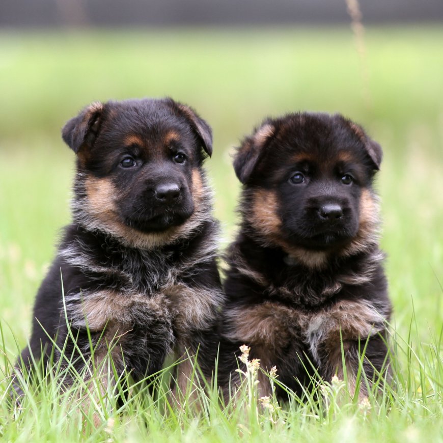 German Shepherd Puppies for Sale in Florida – Purebred & Healthy