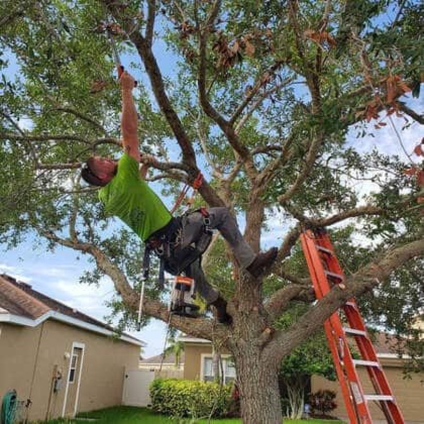 Tree Pruning: The Ultimate Guide to Healthier, Stronger, and More Beautiful Trees