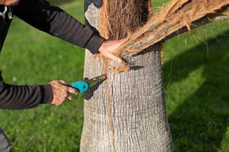 Tree Pruning: The Key to a Healthy, Safe, and Beautiful Landscape