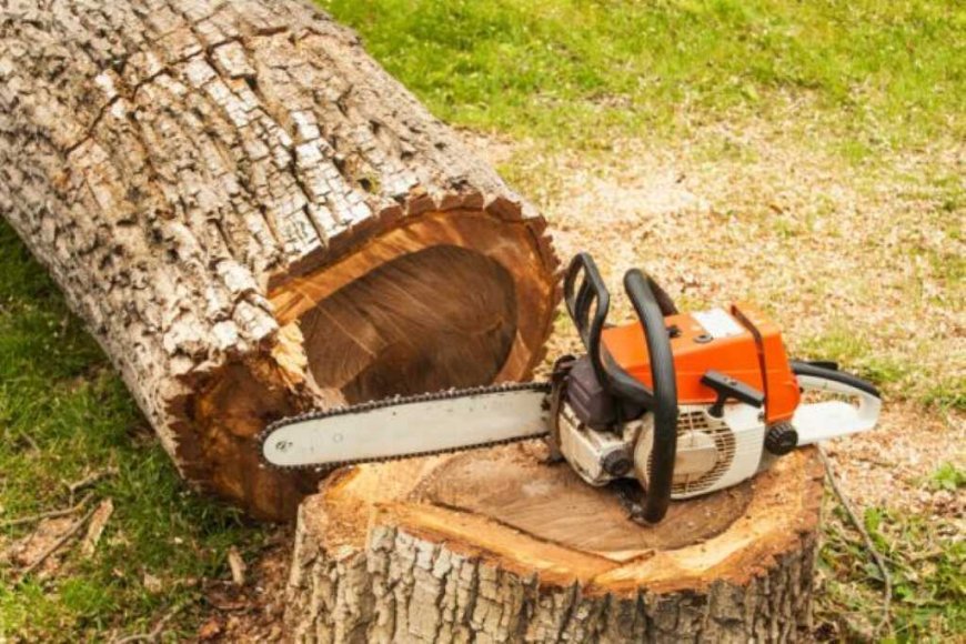 The Complete Guide to Tree Removal: Introduction to Tree Removal