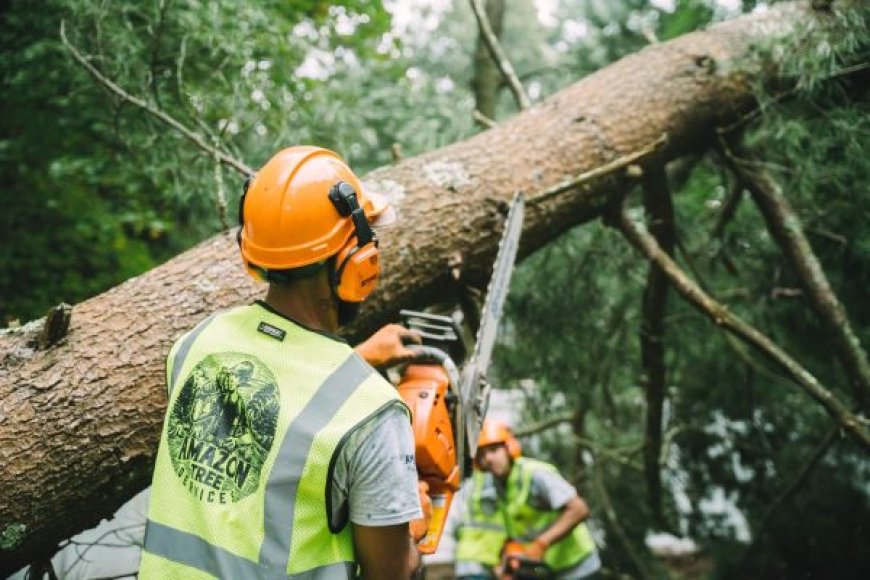 Tree Removal: When, Why, and How to Safely Remove a Tree