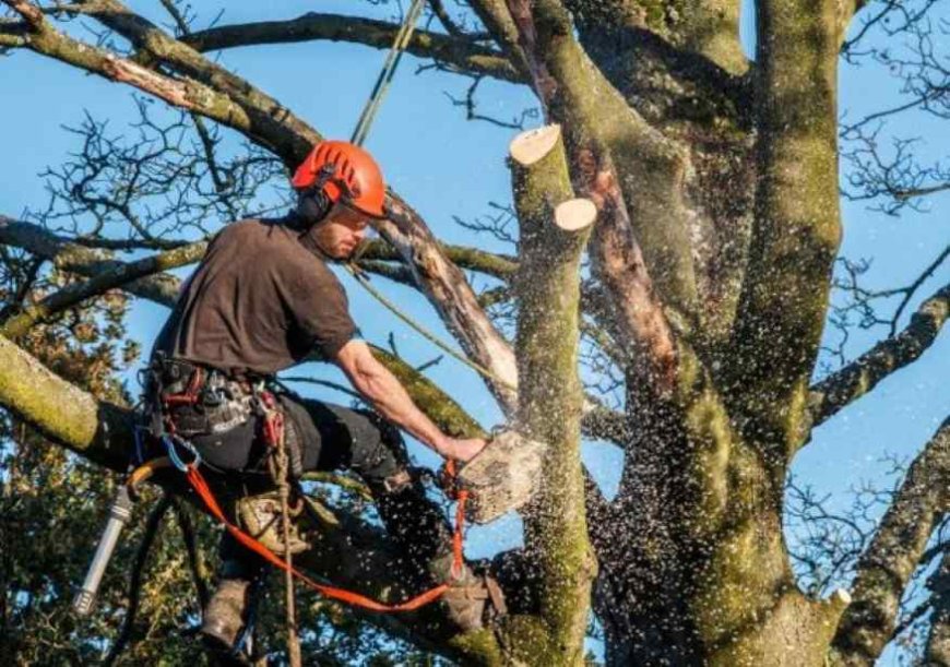 Complete Guide to Tree Removal: When, Why, and How to Do It Right