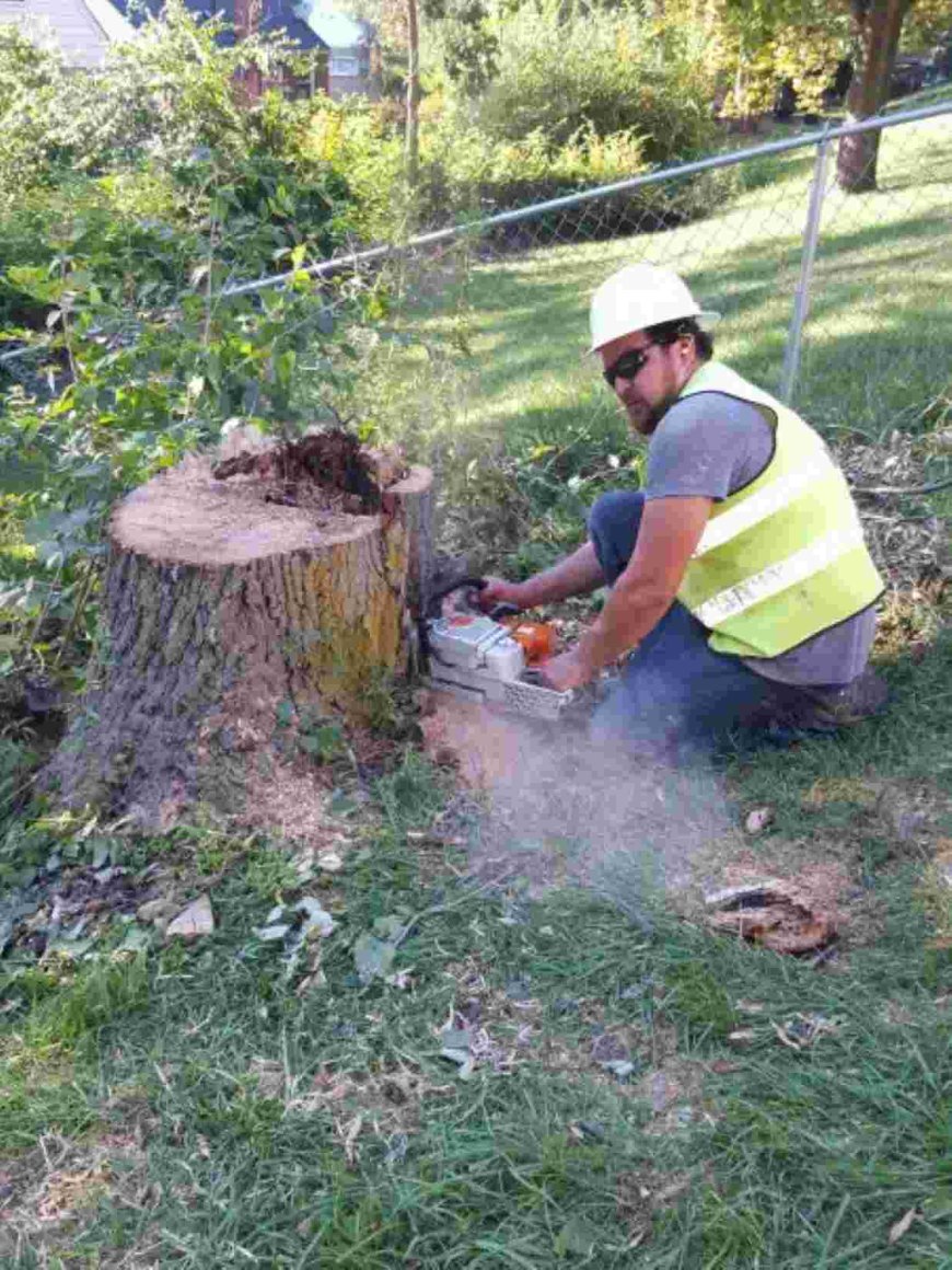 Tree Removal: Everything You Need to Know Before Cutting That Tree