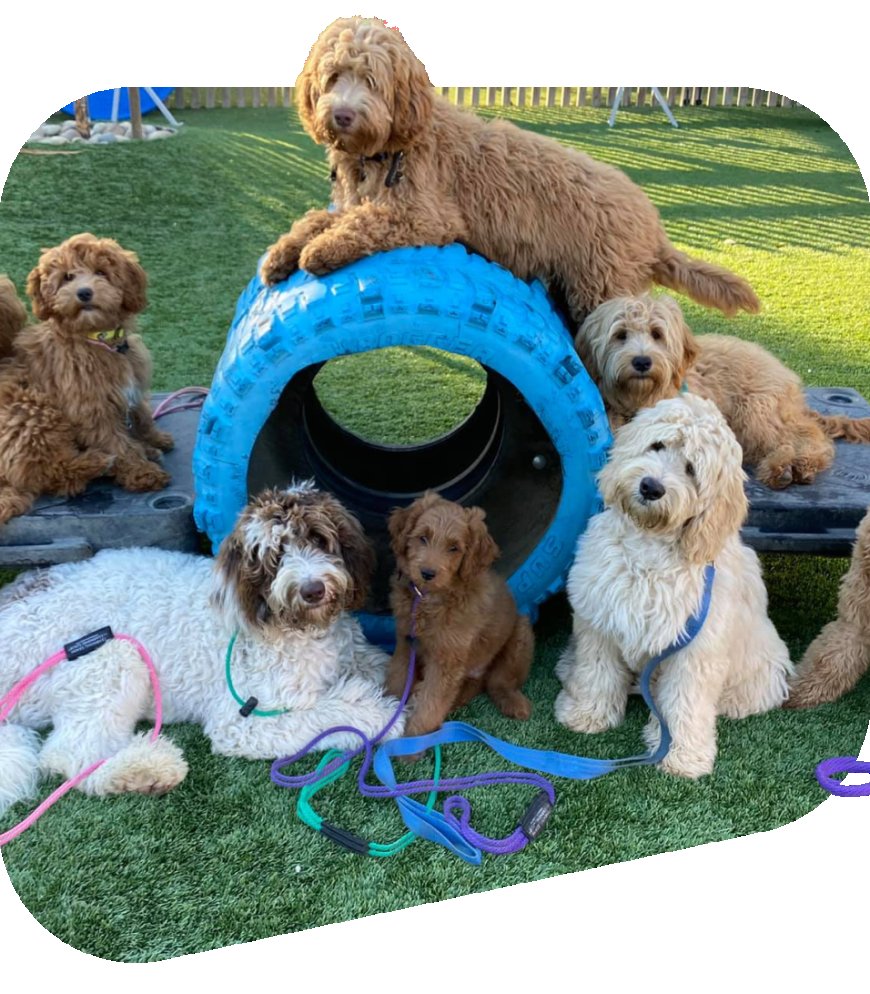 Fully Trained Dogs for Sale: Your Ideal Companion Awaits