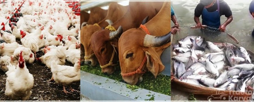 The Importance of Animal Husbandry and Its Types